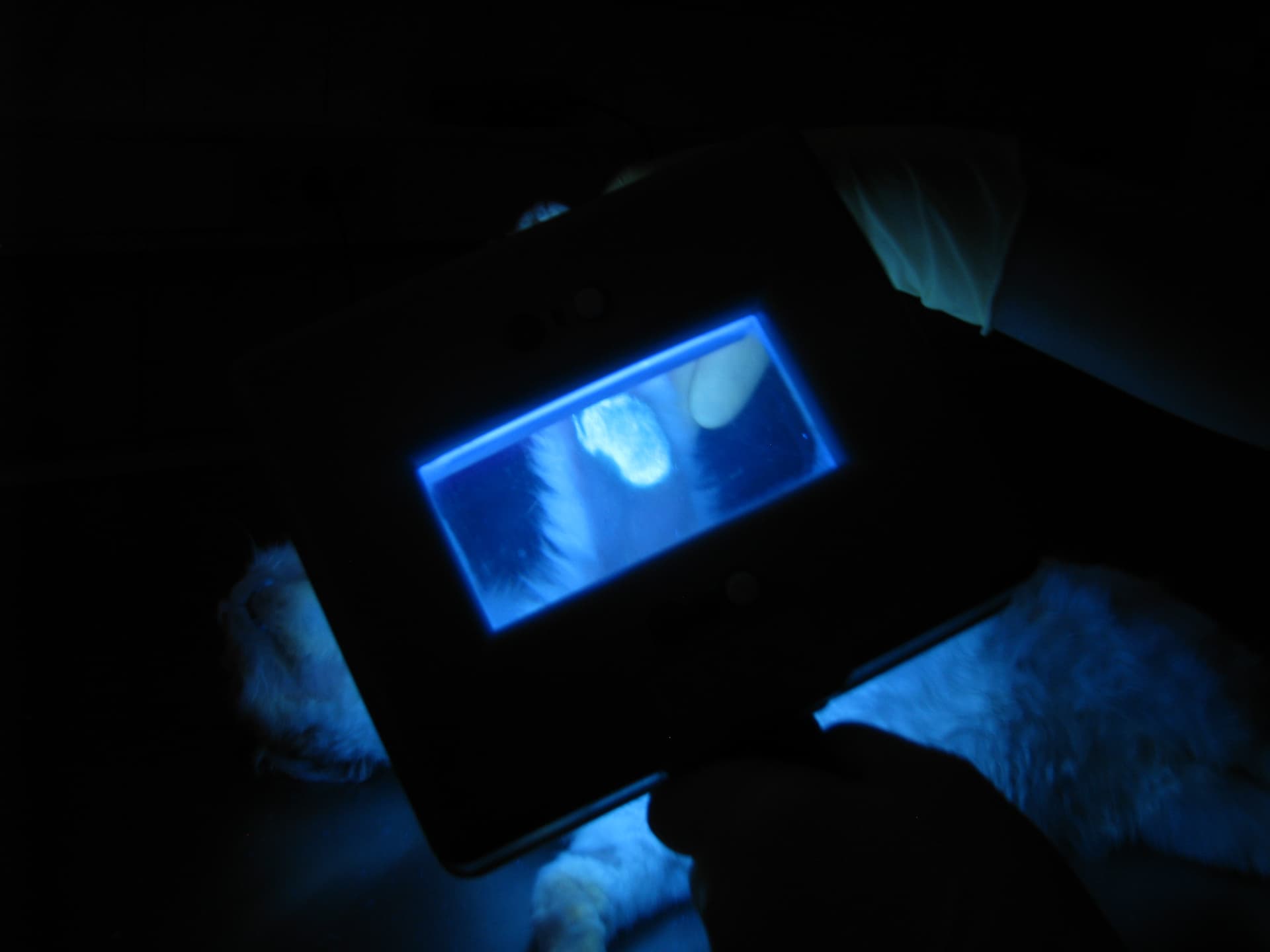 Izbruh mikrosporije in zaprtje zavetišča