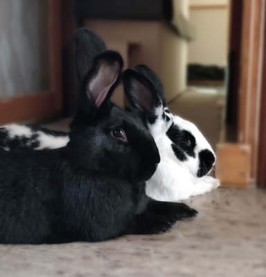 STORMI in RUBI iščeta miren dom
