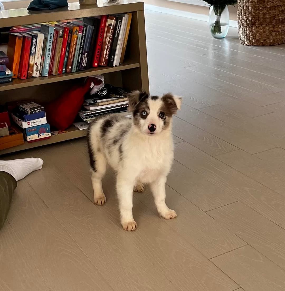 Pes Mladič border collie išče nov dom