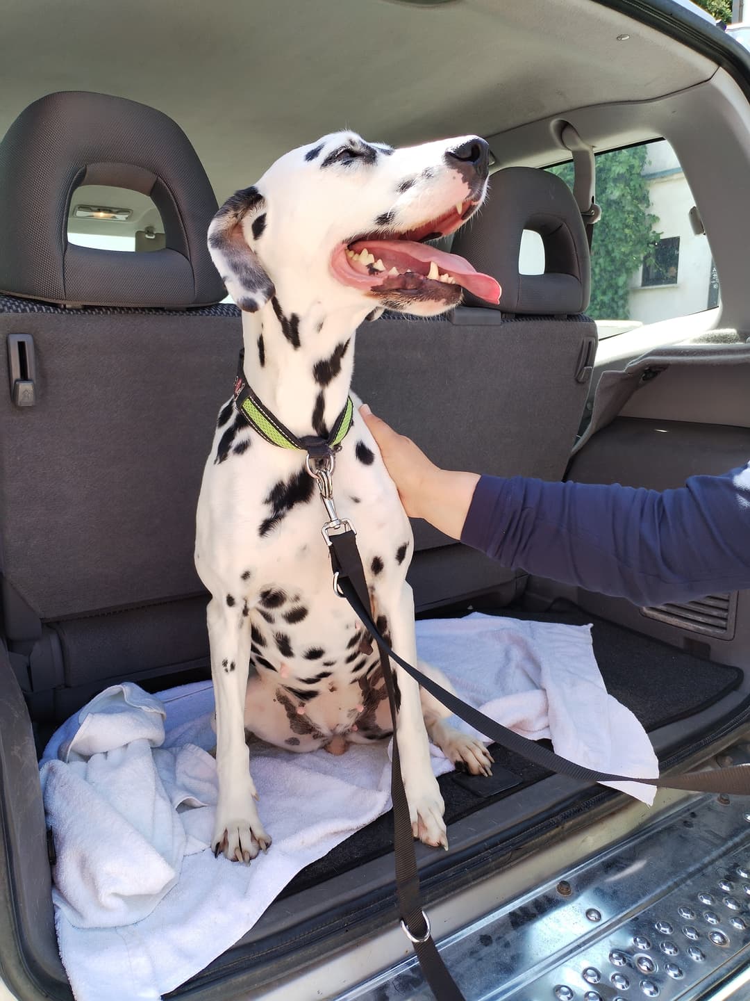 Pes Psička Lin išče nov dom