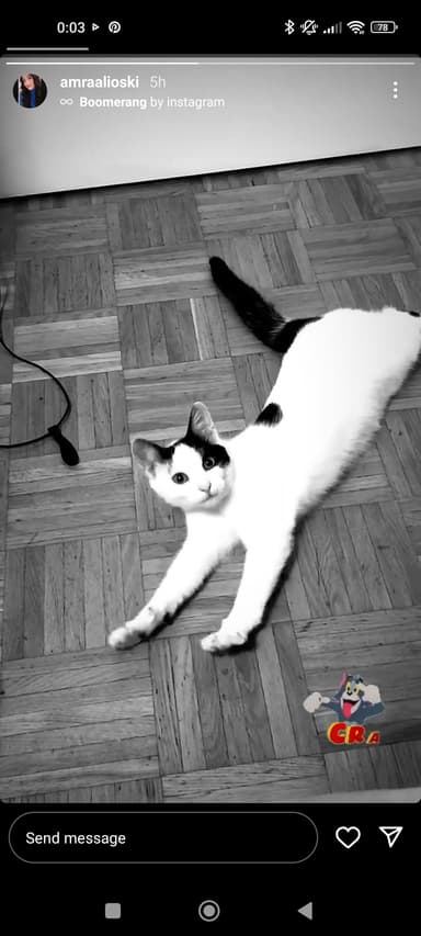 Oddam prijaznega mačka Rickyja