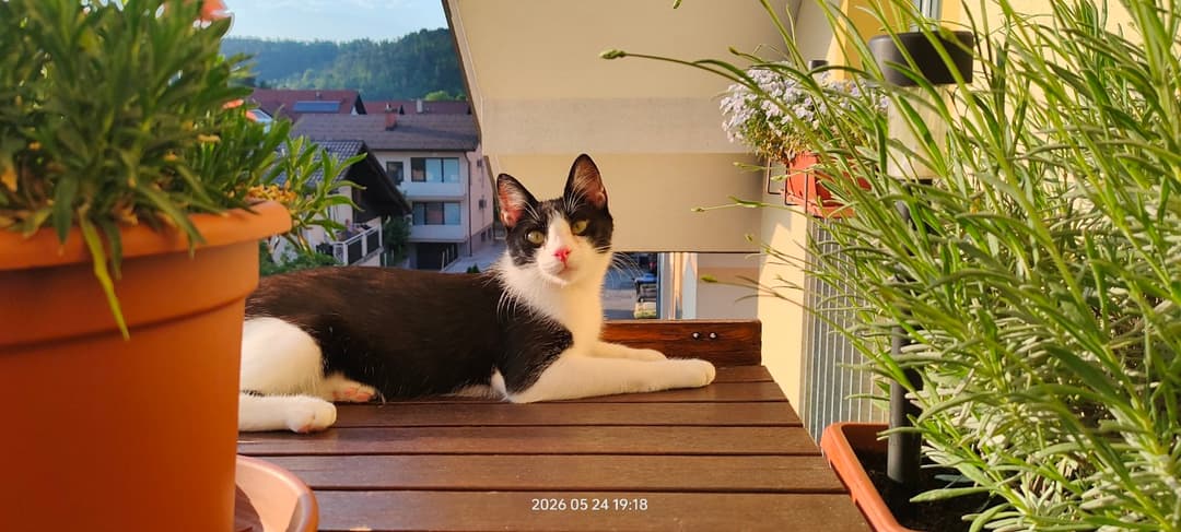 Mačka Mucek Felix išče nov dom