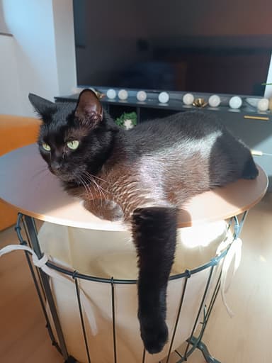 Mačka Harry išče nov dom