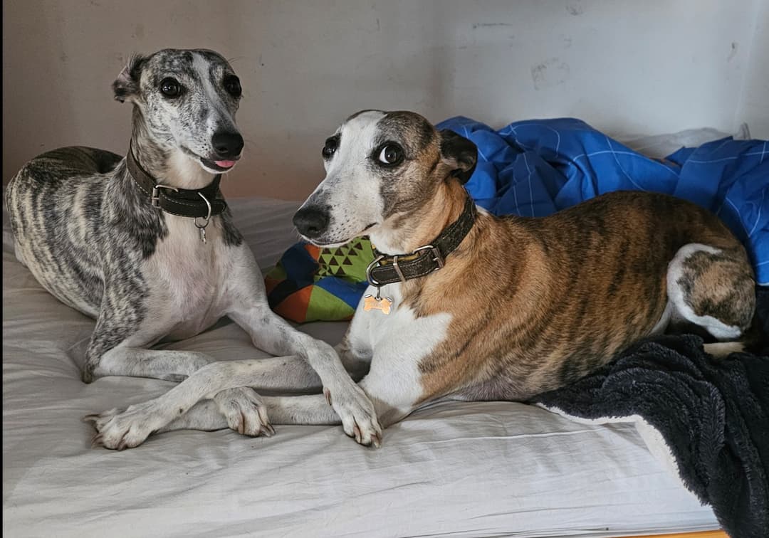 Pes Pogrešani whippetki Kiki in Magi