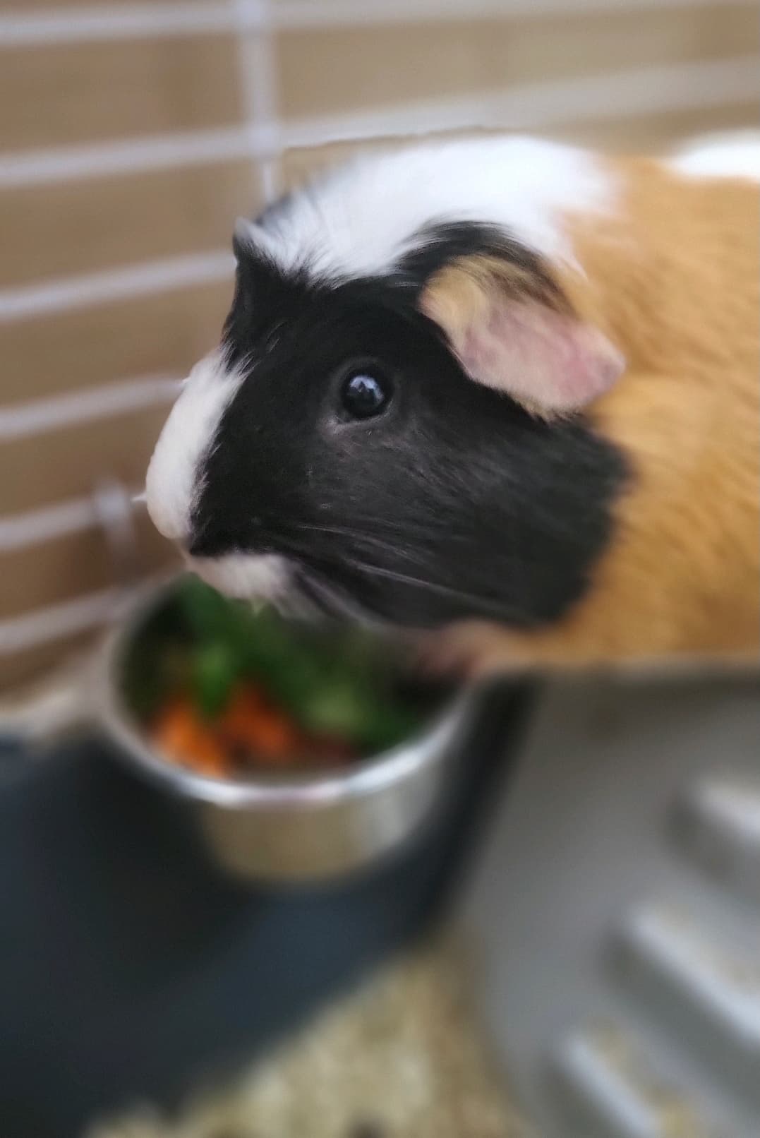 Nov dom iščeta dva morska prašička in kunec