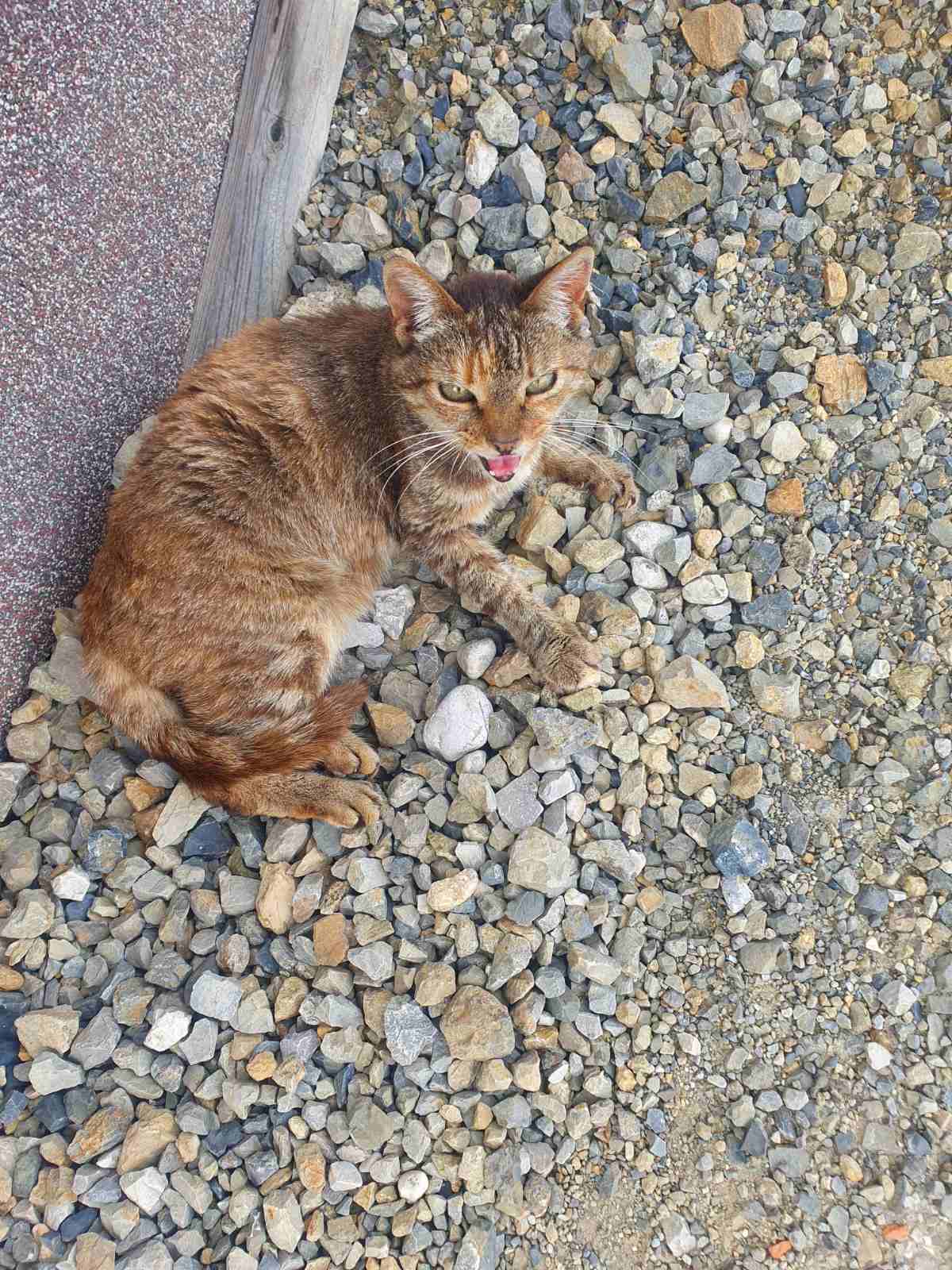 Mačka V Vodicah pogrešamo 12 let staro mucko Neli .