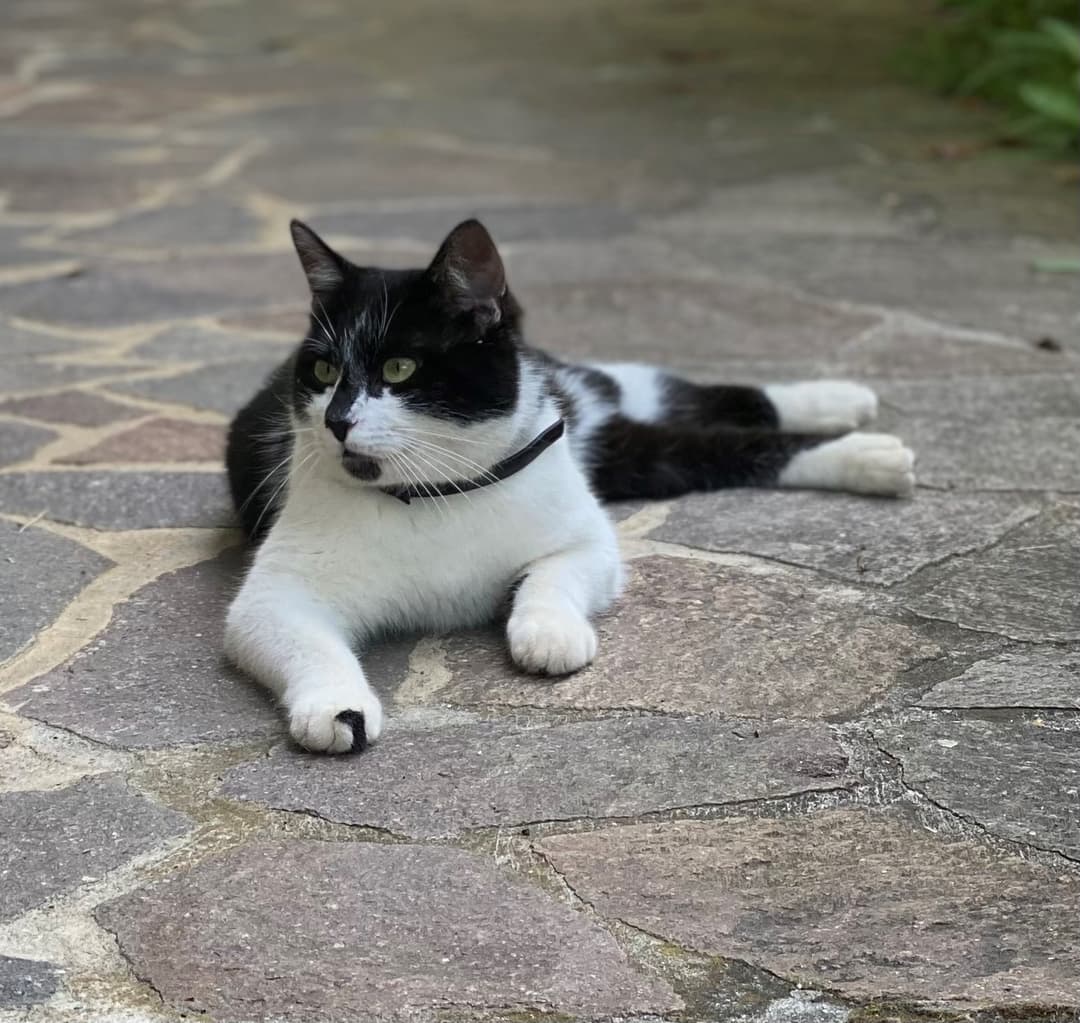 Mačka Najden mucek v Štepanjskem naselju