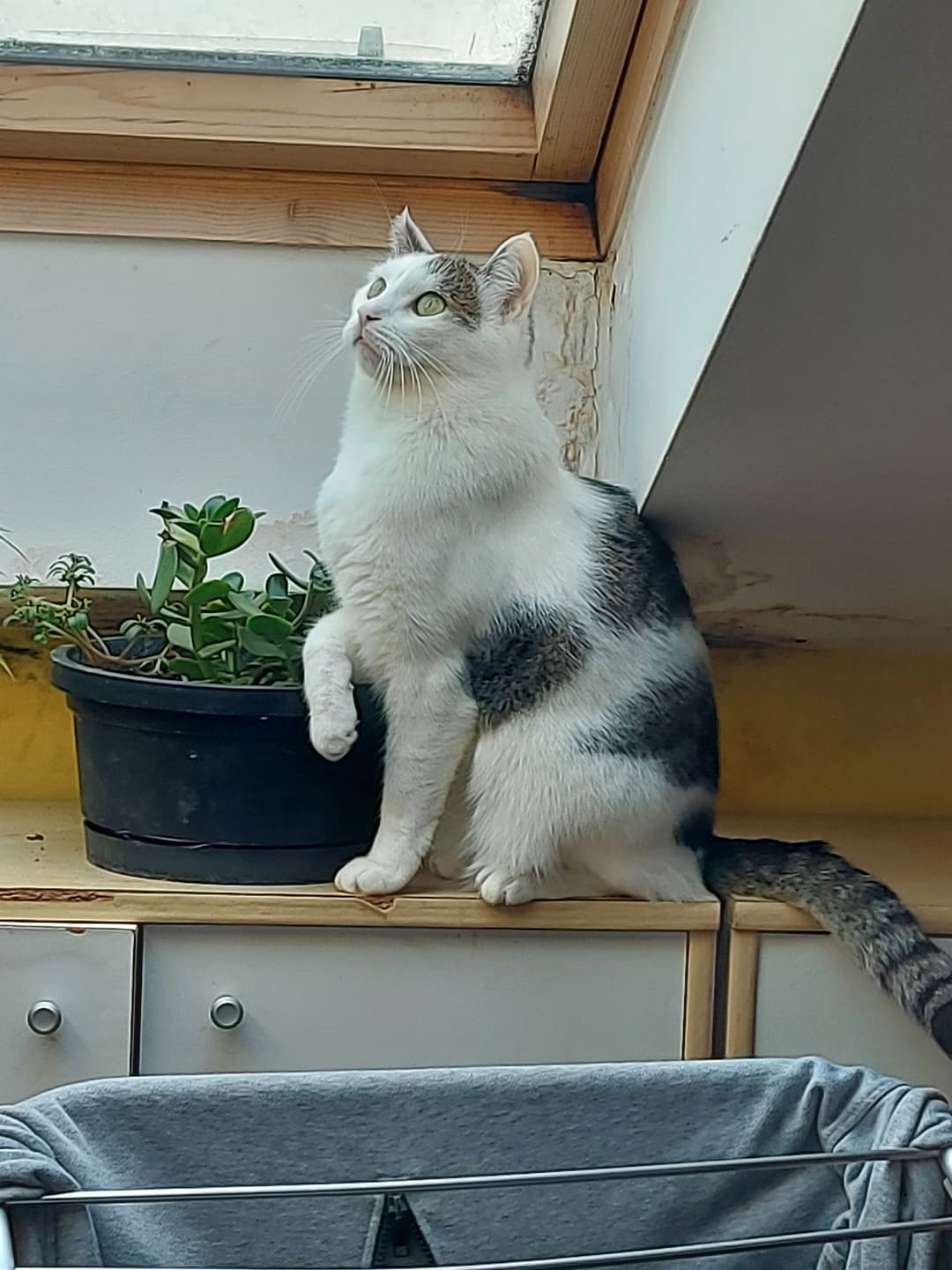 Mačka Pogrešamo mucka Luna