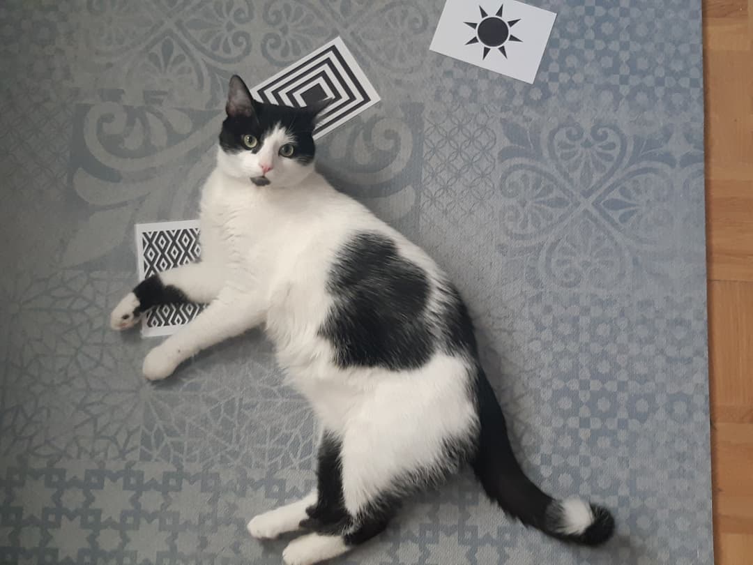 Mačka Pogrešan mucek Oli