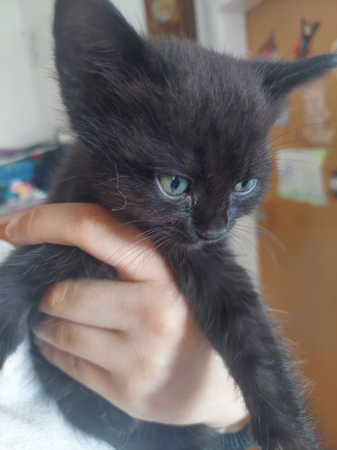 Mačka Mucki iščejo nove domove