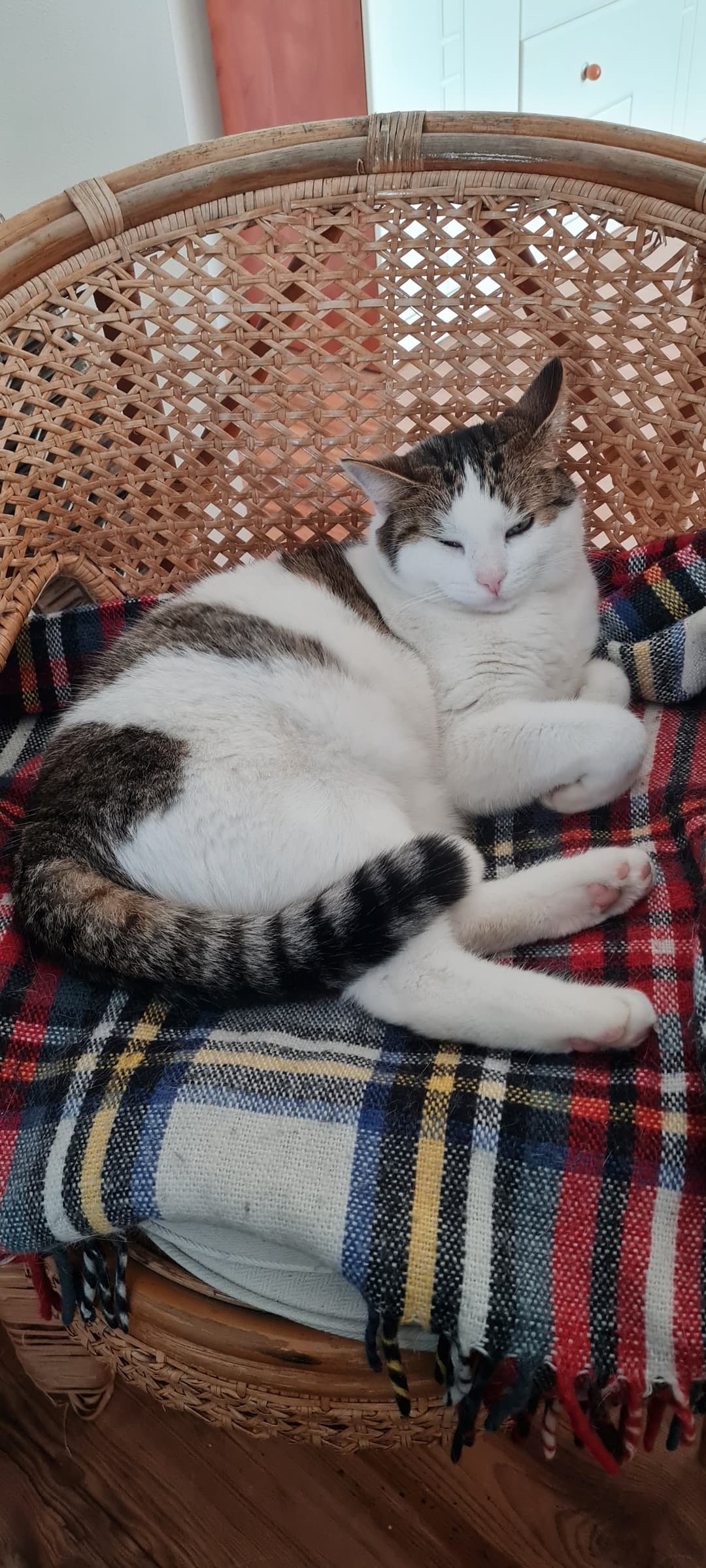Mačka Izgubljena muca Bela
