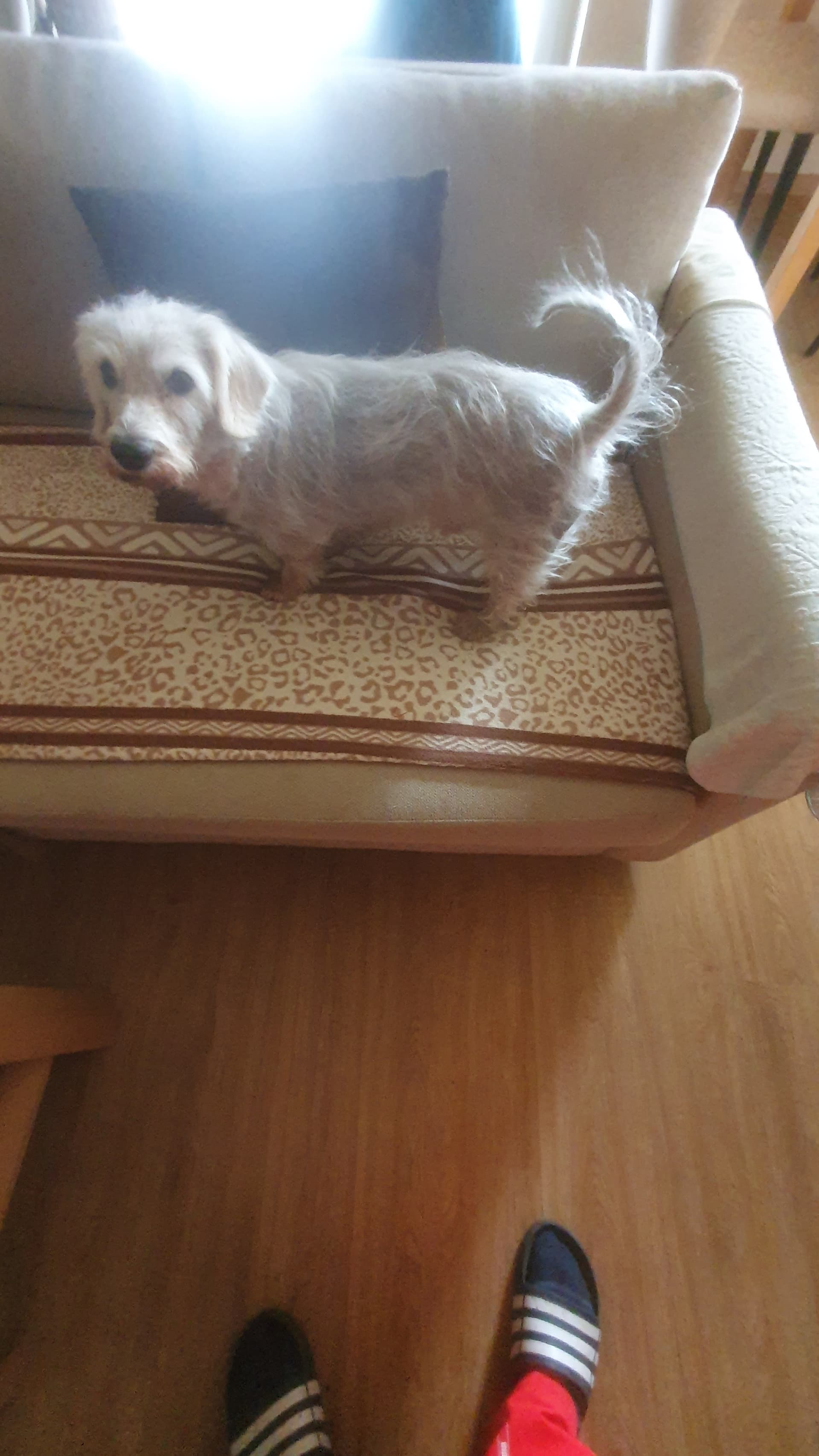 Kužek išče nov dom