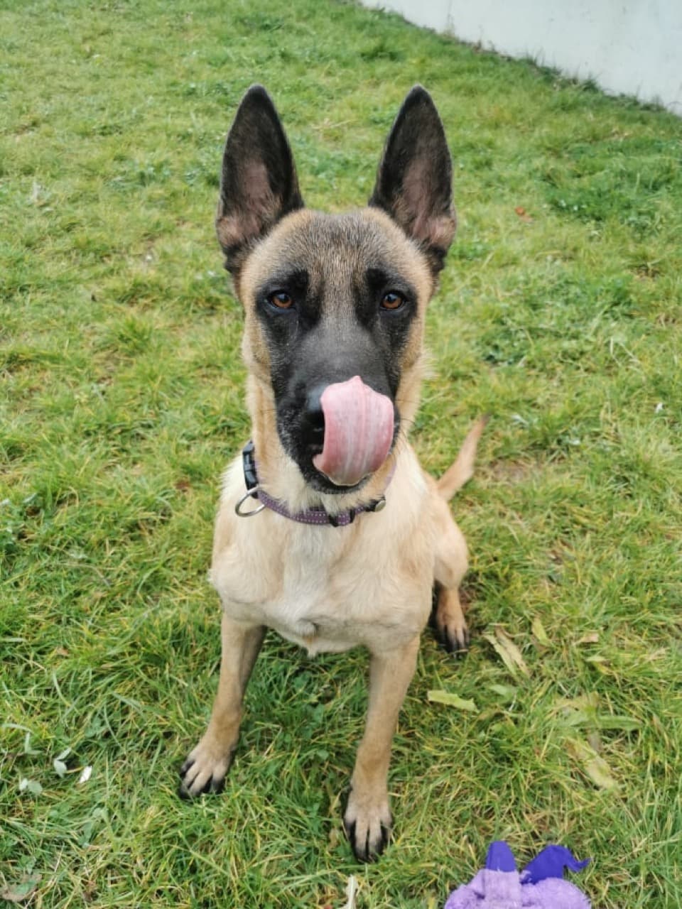 Pes Nala
