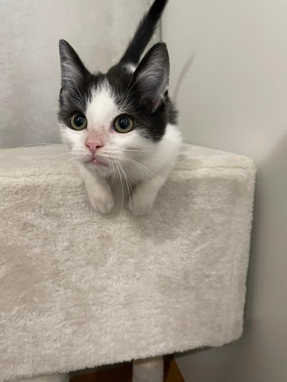 Mačka Kiko