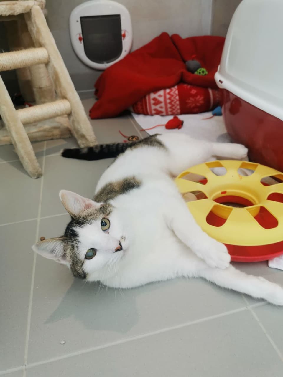 Mačka Agnes