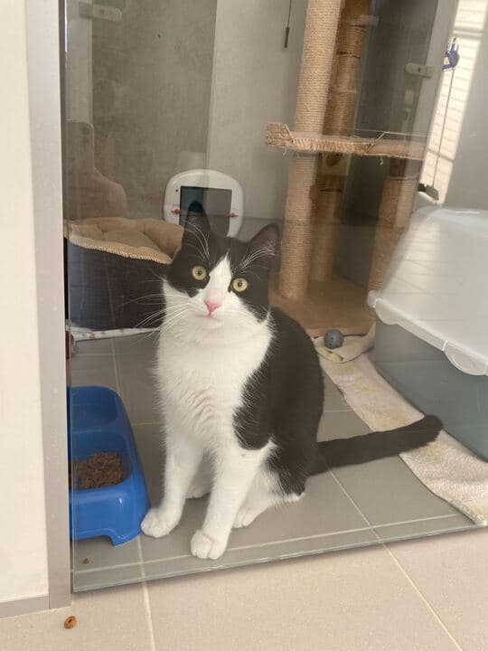 Mačka Oreo