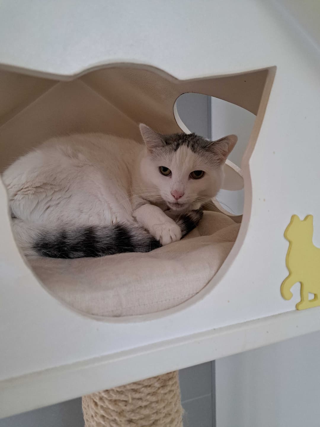 Mačka Kitty