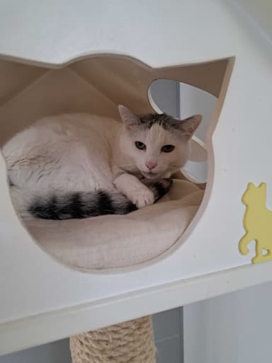 Kitty