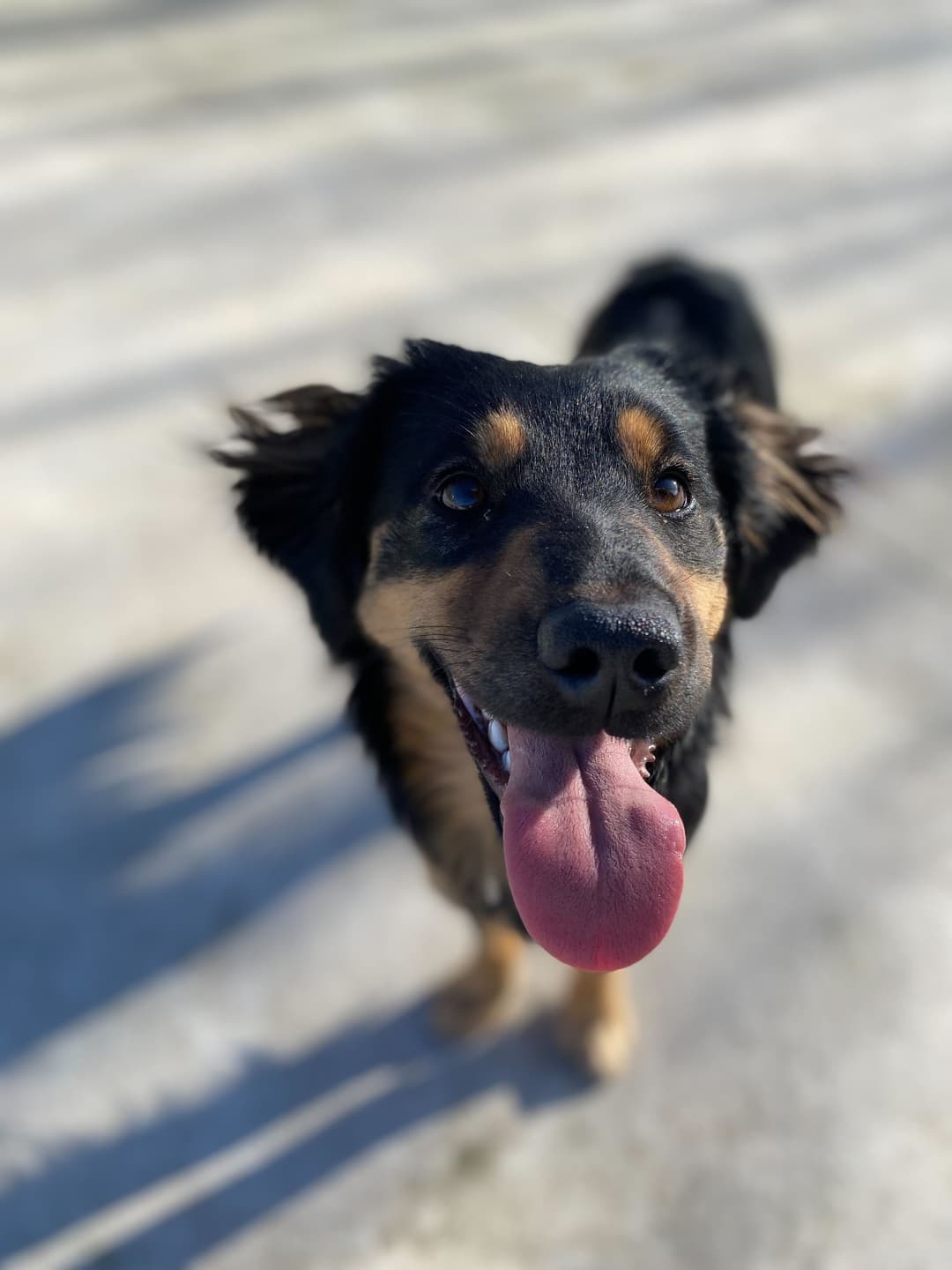 Pes Chloe