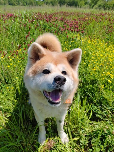 Naoko pes samec