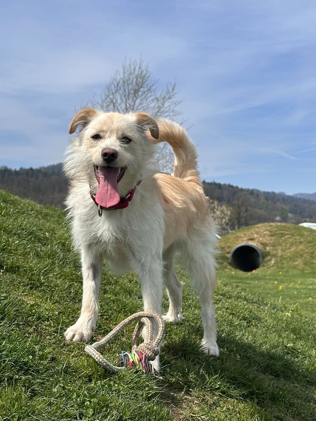 Pes Ronja