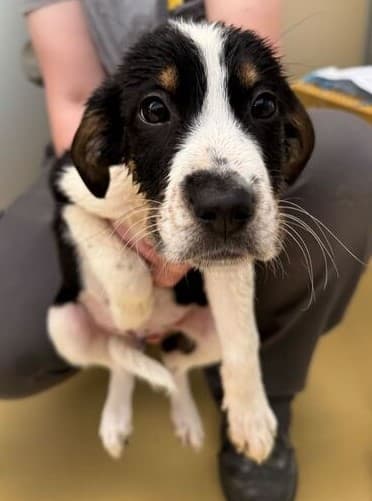 Benito