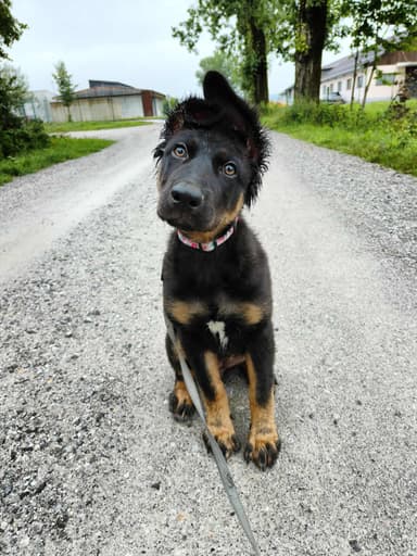 Lola pes samica