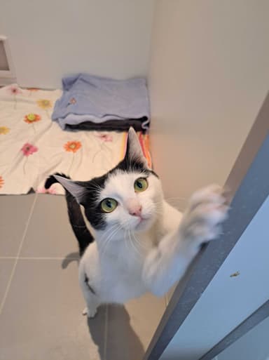 Asteri