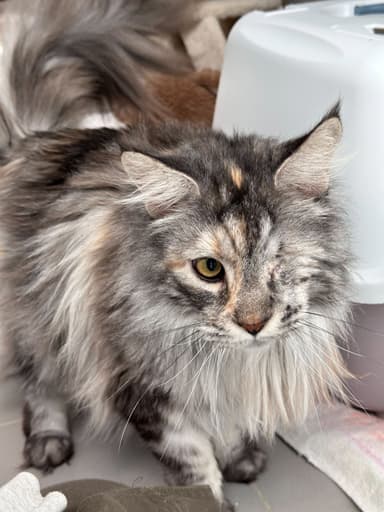 Cleo