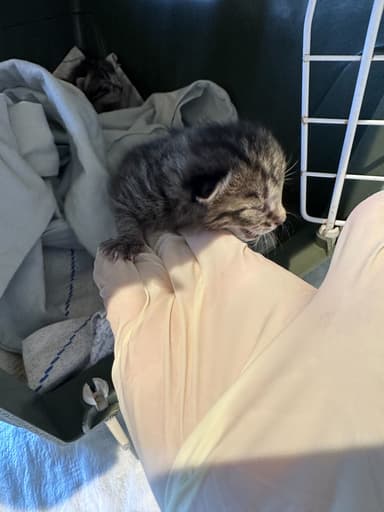 Simba