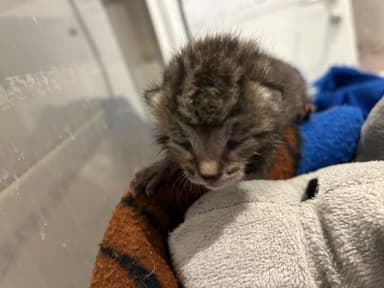 Foster
