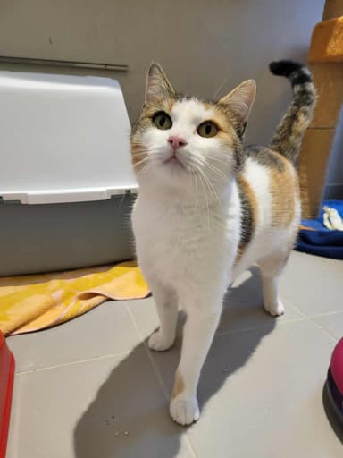 Kit Kat