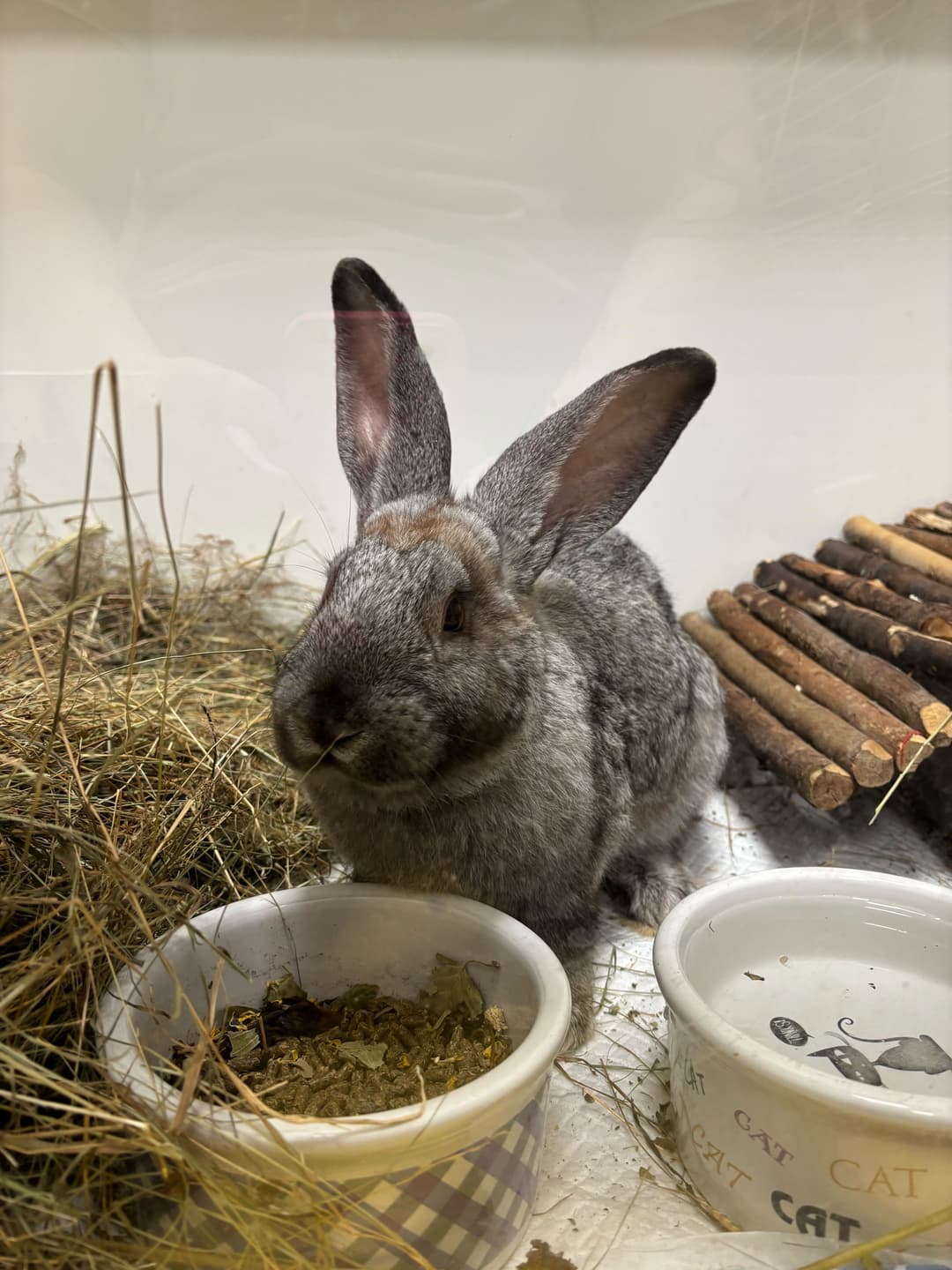 Druga žival Ambrož