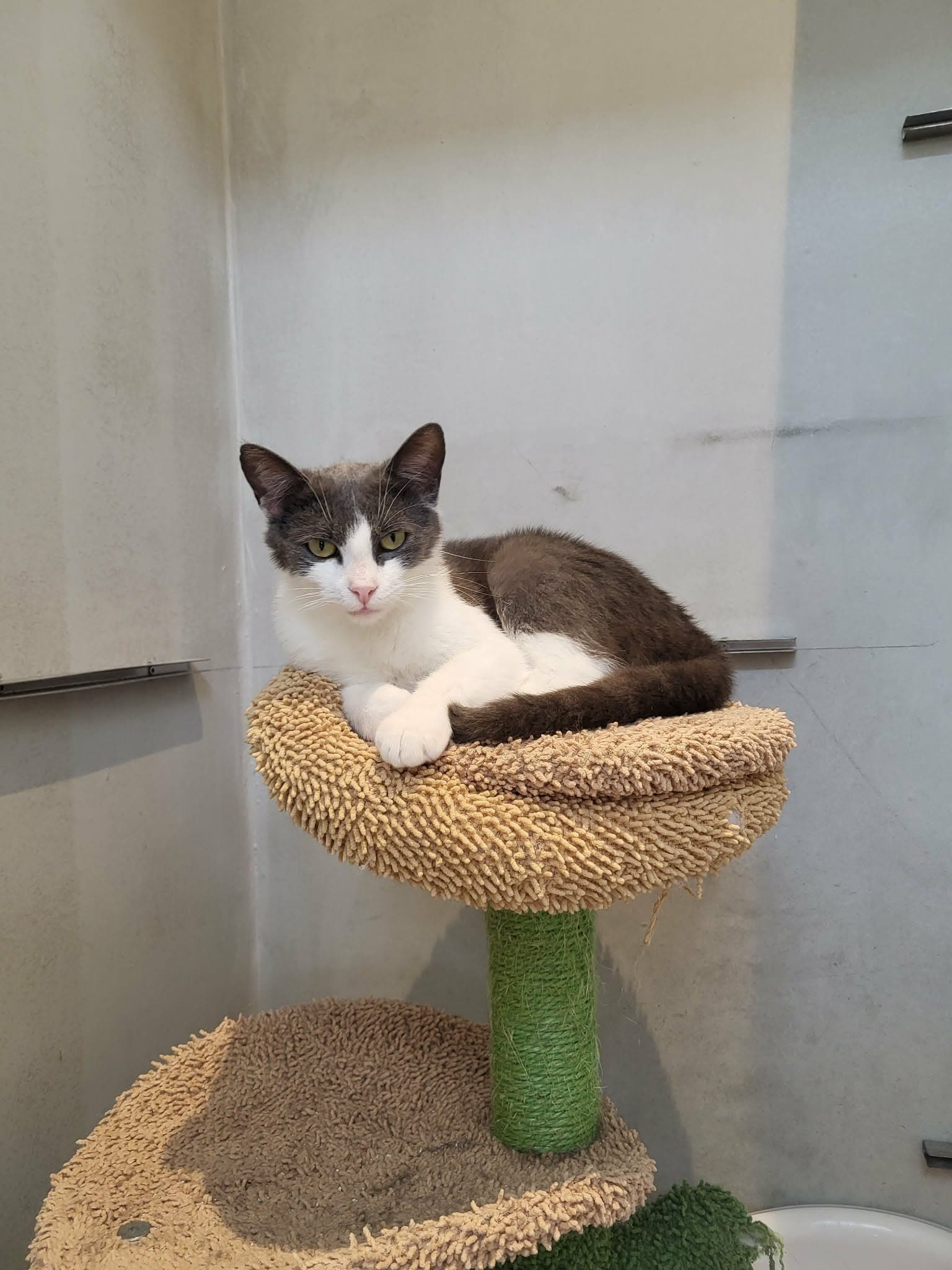 Mojca