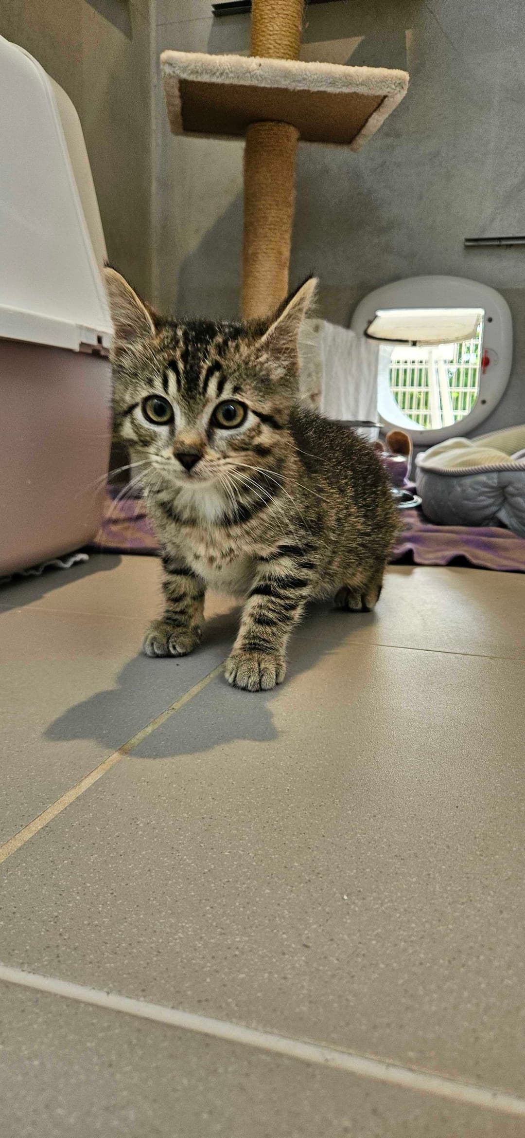 Mačka Lynx