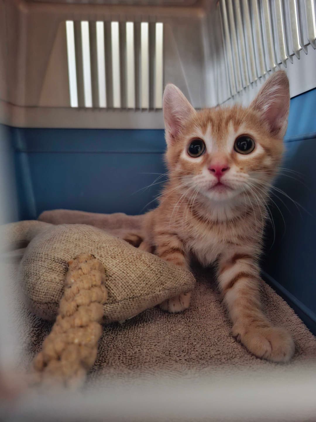 Mačka Garfield