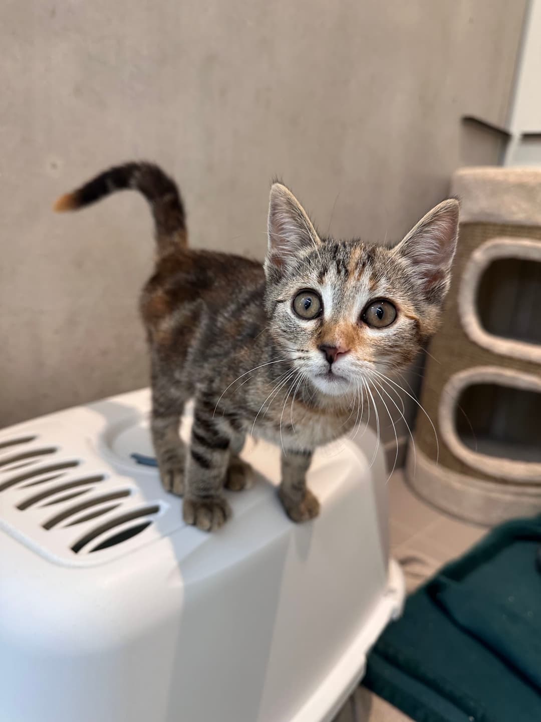 Mačka Supernova