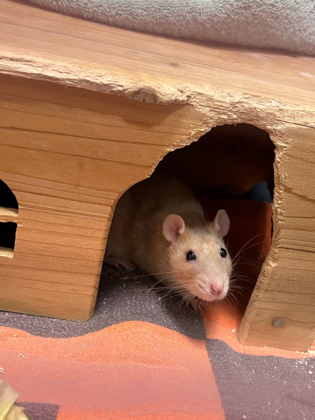 Druga žival Annie