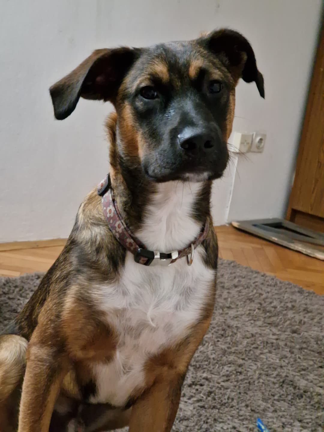 Pes Kuža Rudi išče nov dom
