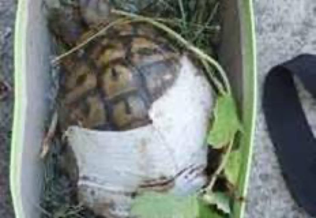 Druga žival Evita