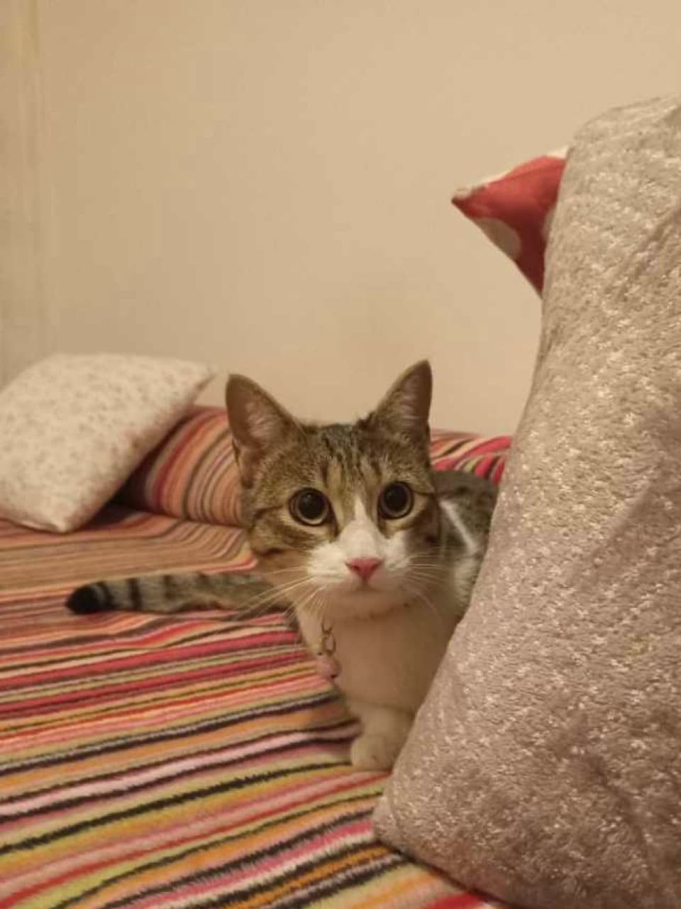 Mačka Meggy