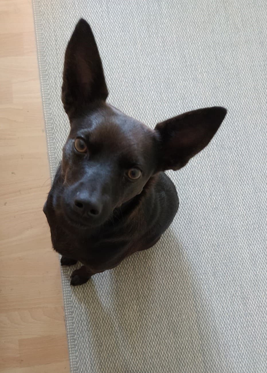 Pes Kuža Aron išče nov dom