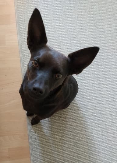 Kuža Aron išče nov dom