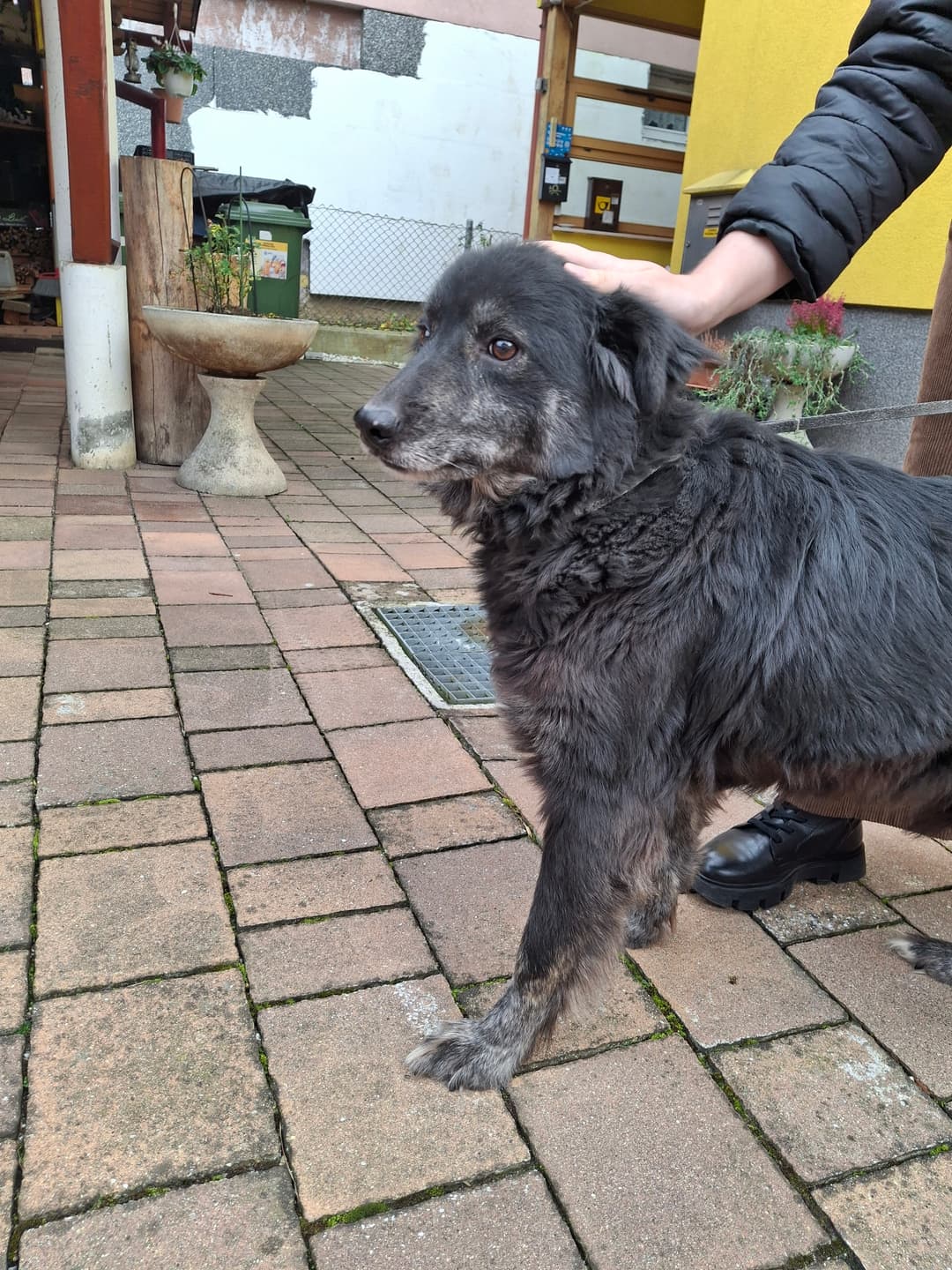 Pes Psička Bibi išče dom