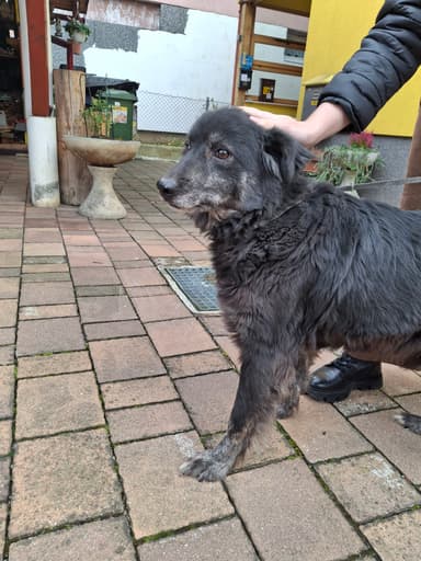 Psička Bibi išče dom