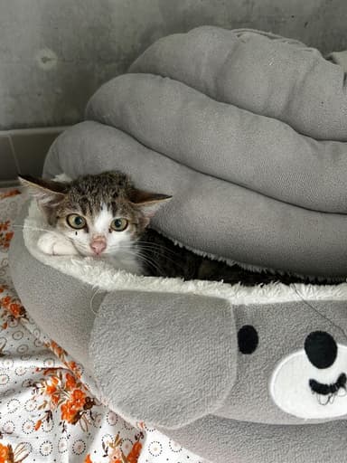 Coco