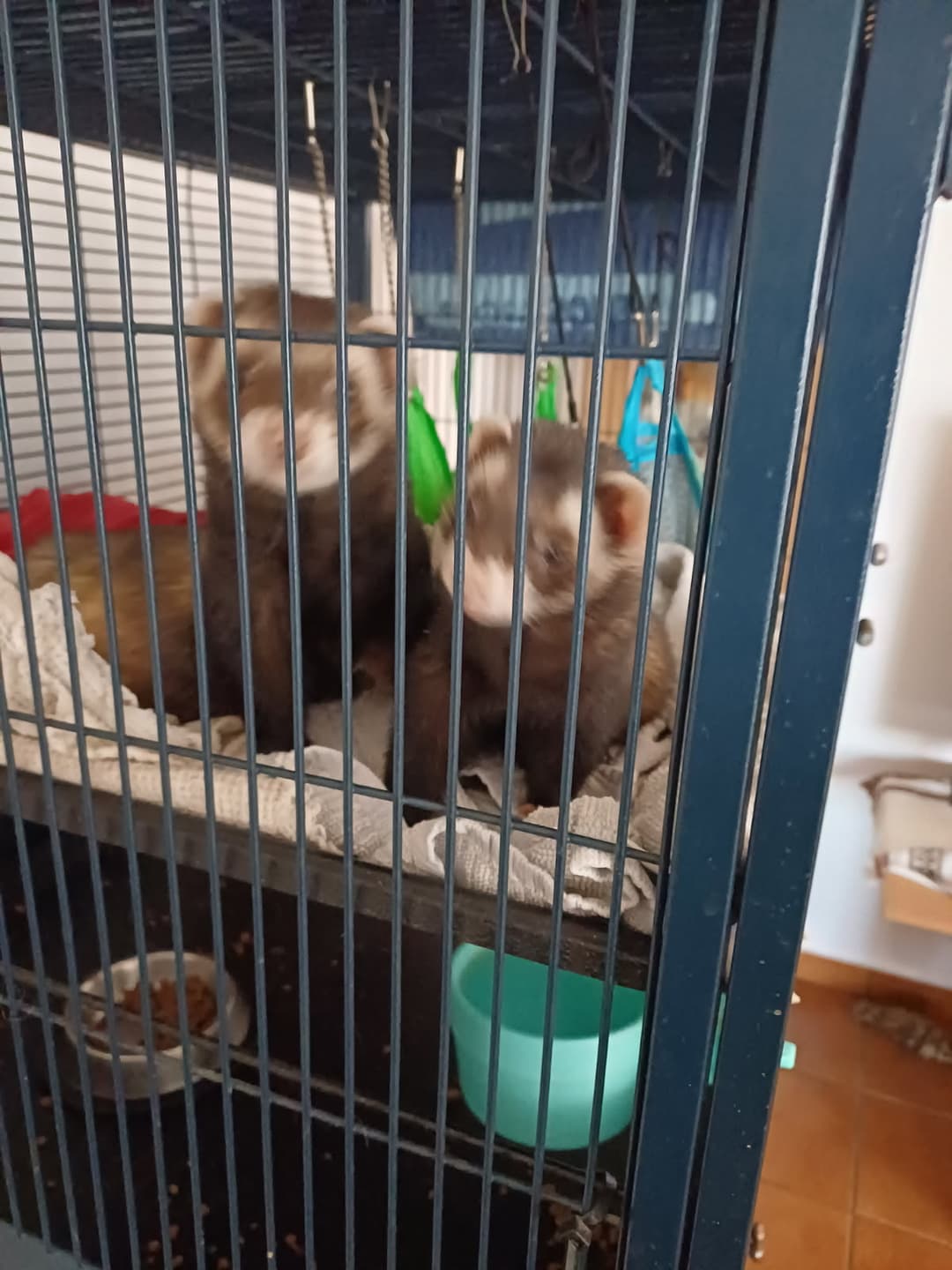 Druga žival Podarim parček belih dihurjev