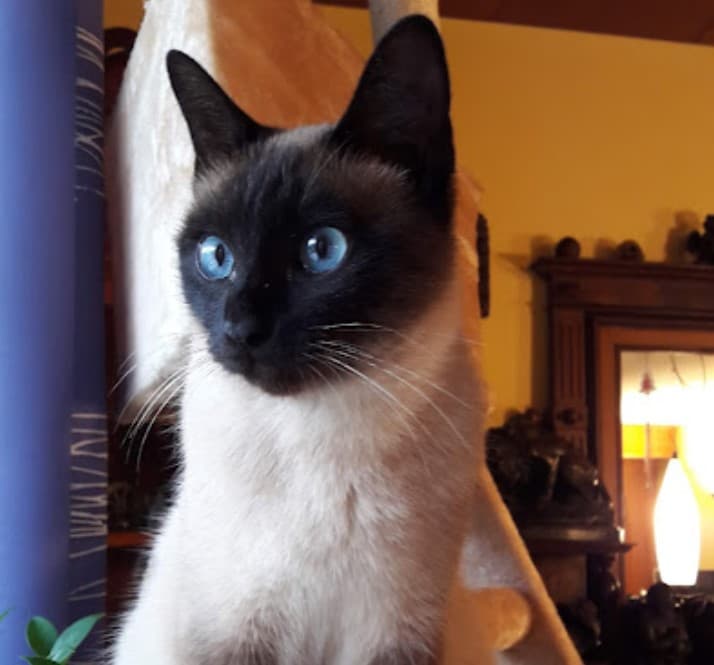 Mačka PROSIM ZA POMOČ PRI ISKANJU MUCKA ĐUMBUSA