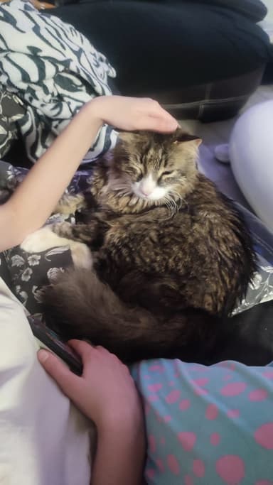 Izgubljen muc Feliks