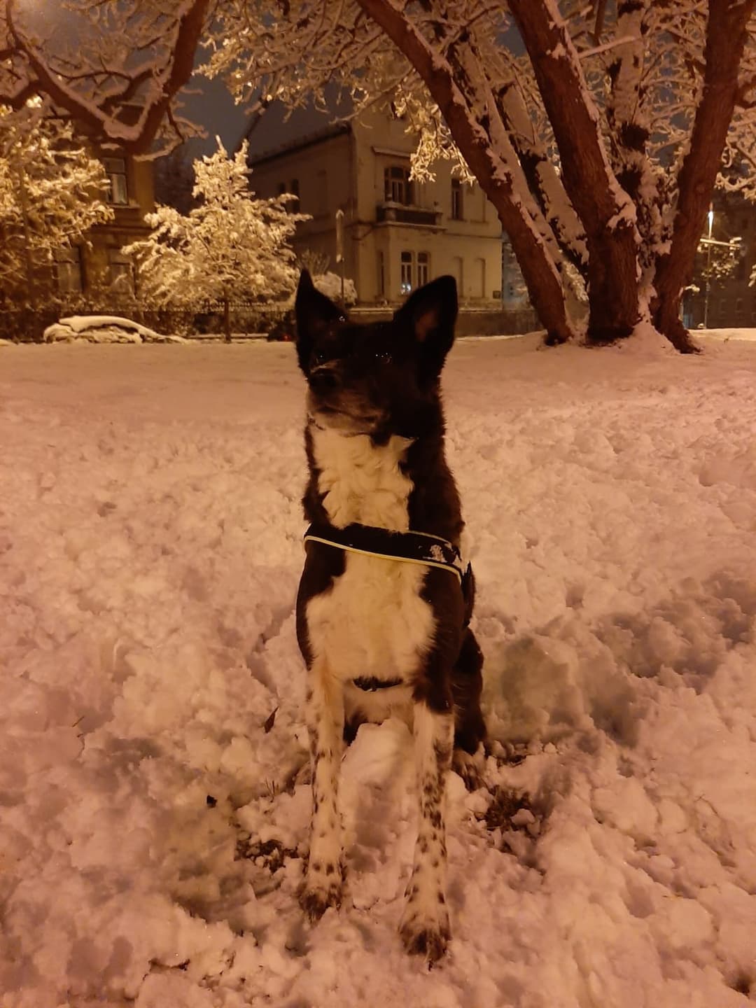 Pes Psička Diona išče novi dom.